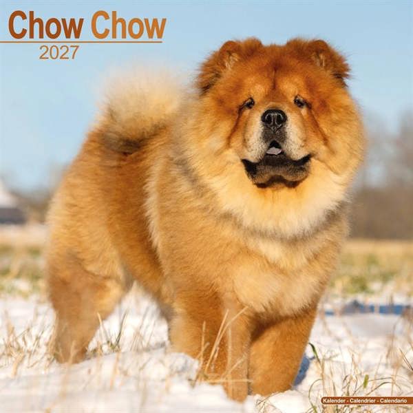 Chow Chow Calendar 2027, Wall Calendars, Month To View, Dogs, Gift