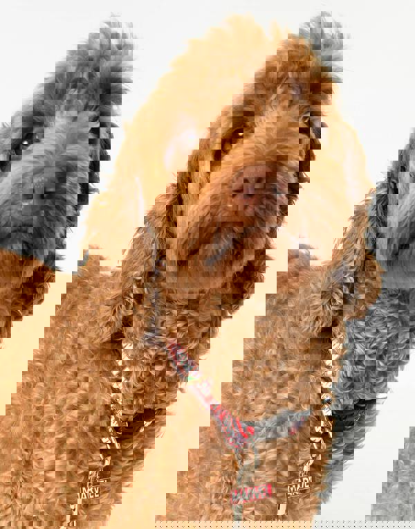 Marvel Unisex Black Logo Bowl , Collar , Charm and Lead Gift Set