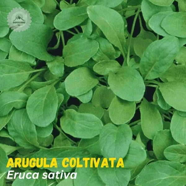 arugula coltivata Seeds