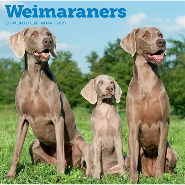 Weimaraners Calendar 2027, Wall Calendars, Month To View, Dogs, Gift