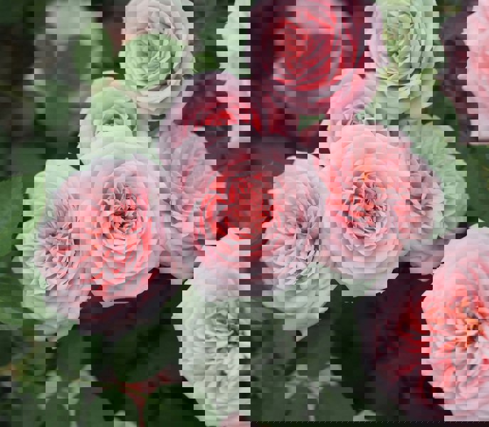 Rose Special Friend Bush 5.5L