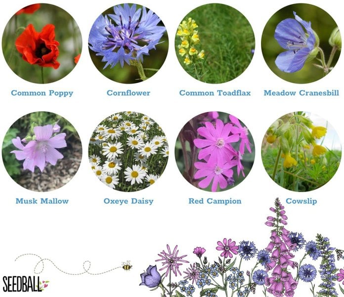 SEEDBALL Make Your Own Bee & Butterfly Friendly Wildflower Seed Balls Kit