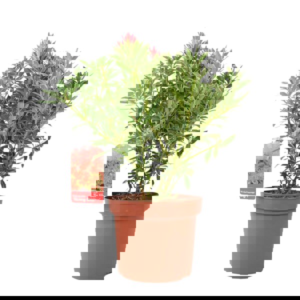 Pieris ‘Flaming Silver’ – Evergreen Shrub in 5L Pot, Colourful Foliage & Spring Flowers Plants By Post