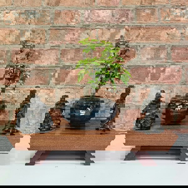 Yorkshire Bonsai Bougainvillea Bonsai Tree - In 15cm Pot