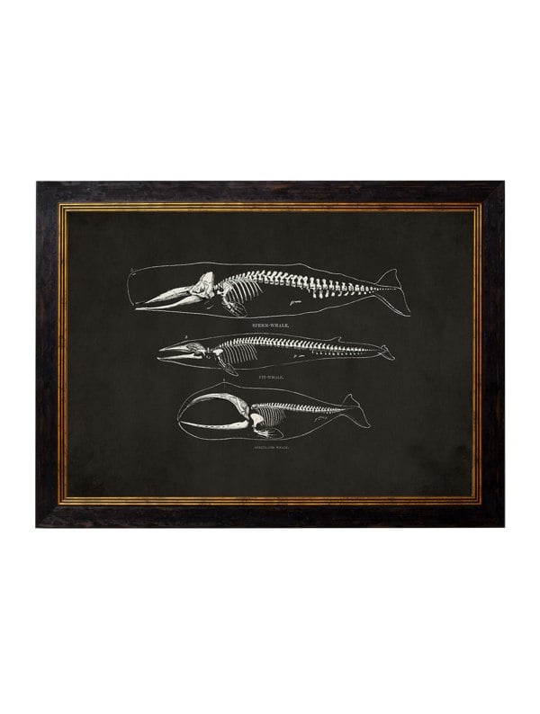 Exceptional Art c.1870 Anatomical Skeletons - Dark
