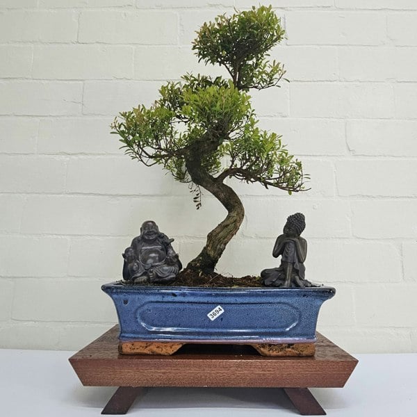 Yorkshire Bonsai Brush Cherry (Syzygium) Bonsai Tree | Shaped | In 30cm Pot