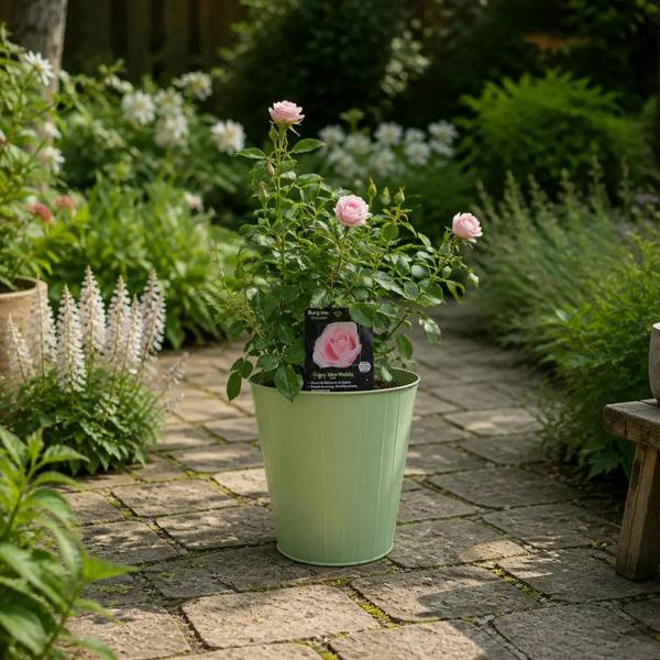 3L Happy Silver Wedding Light Pink Rose Bush - Beautiful Flowering Plant Gift