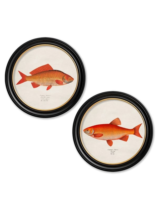 Exceptional Art c.1785 Goldfish and Golden Orfe - Round Frame