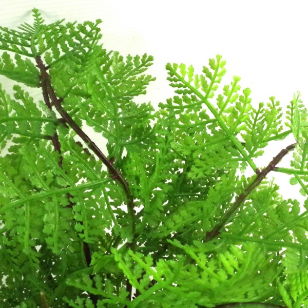 Leaf 30cm Artificial Potted Lady Fern (Athyrium Filix-Femina)