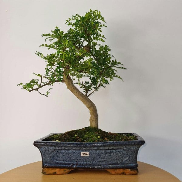 Chinese Pepper (Zanthoxylum Pipertum) Bonsai Tree | Shaped | In 30cm Pot - Yorkshire Bonsai