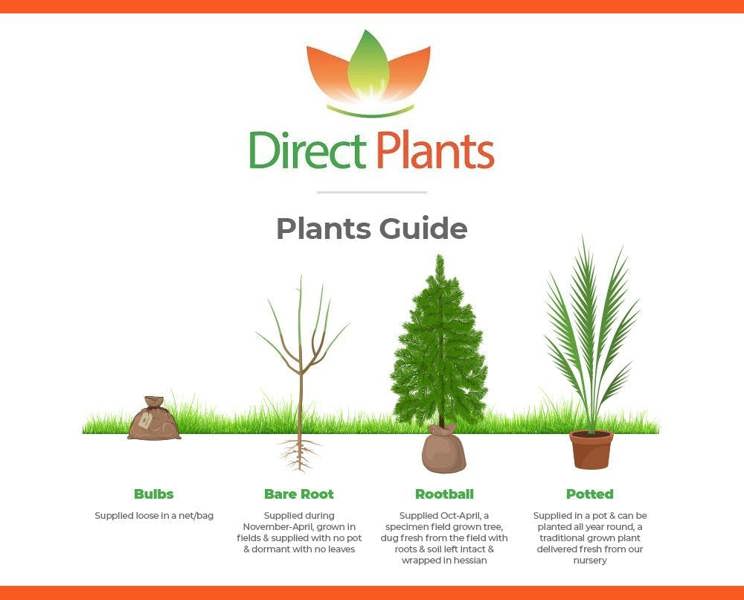Direct Plants 3x Green Leylandii Cupressocyparis Leylandii Hedging Trees 3-4ft Supplied in 3 Litre Pots
