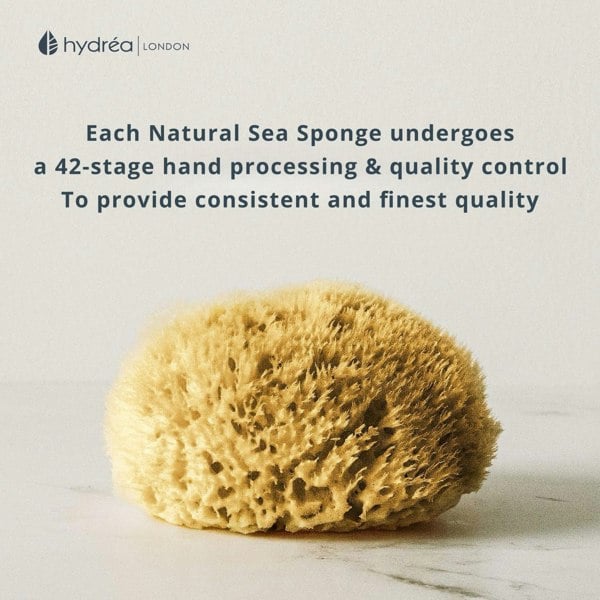 Hydréa London Natural Honeycomb Sea Sponge - size 5-5.5"