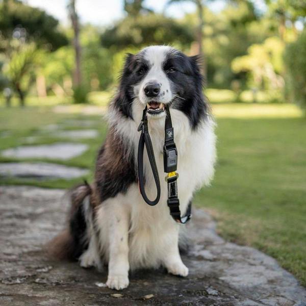 EzyDog Click Lead Handle for Seatbelt