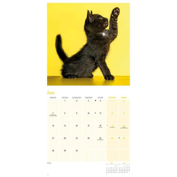 Black Cats Calendar 2027, Wall Calendars, Month To View, Cats, Gift