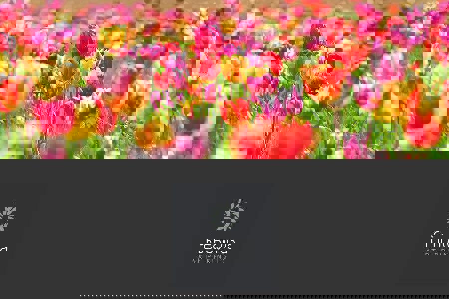 canvas print of a field of tulip flowers in summer