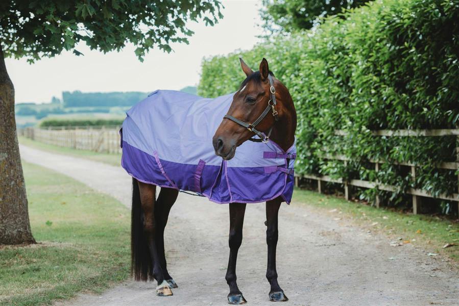 eQuitack 600D Outdoor Winter Lightweight Waterproof Horse Turnout Rug 0g No Fill Regular Neck Nylon Lined Double Buckle Lavender/Purple