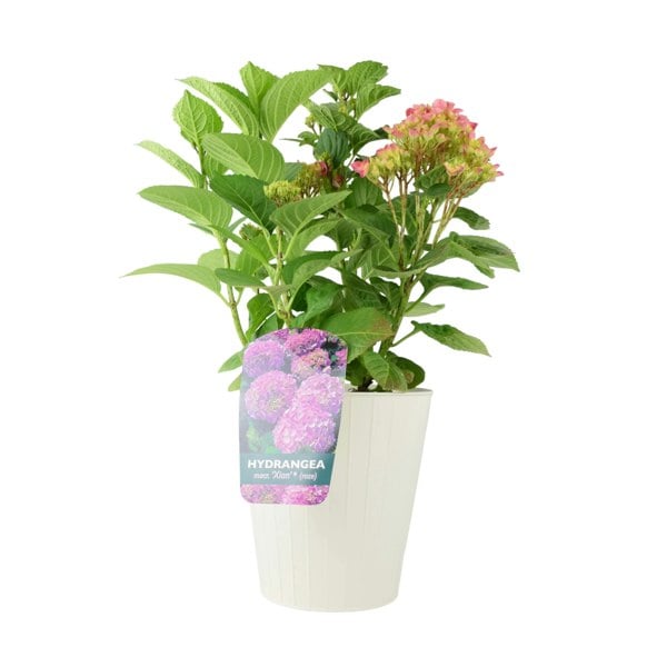 Hydrangea Macrophylla Pink Plants By Post