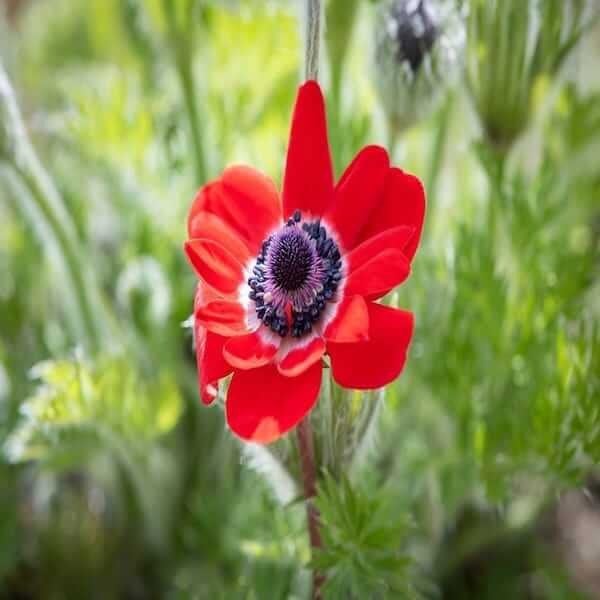 plant pheasant's eye