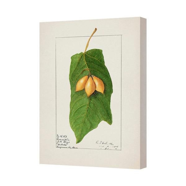 Benjamin Tate Design Botanical Leaf Canvas Art Print In Deep Wood Frame Handmade UK