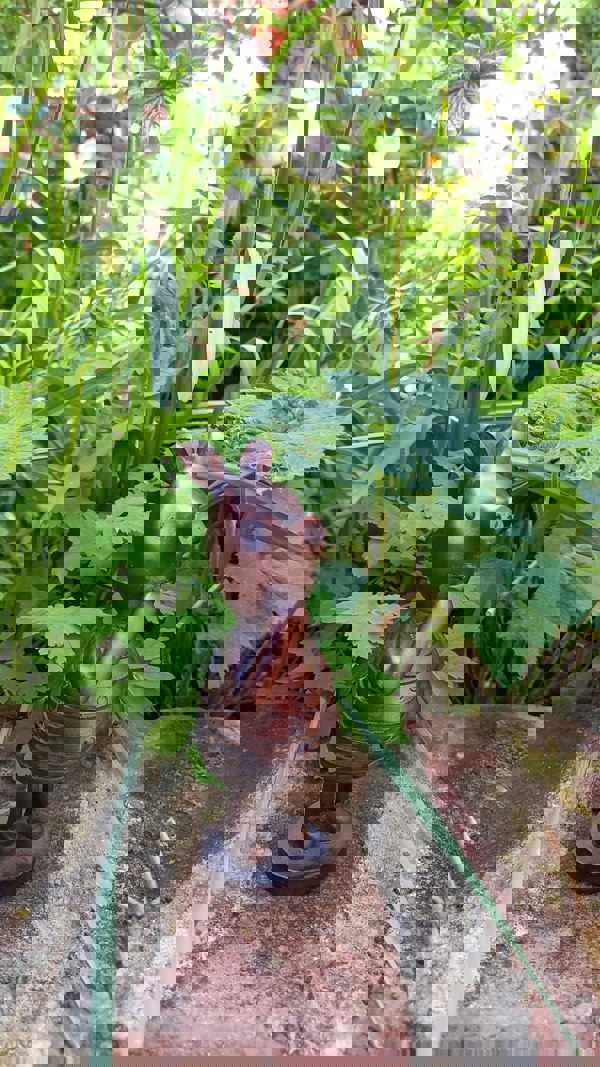 Inspirational Gifting Piglet Garden Sculpture Ornament Decor