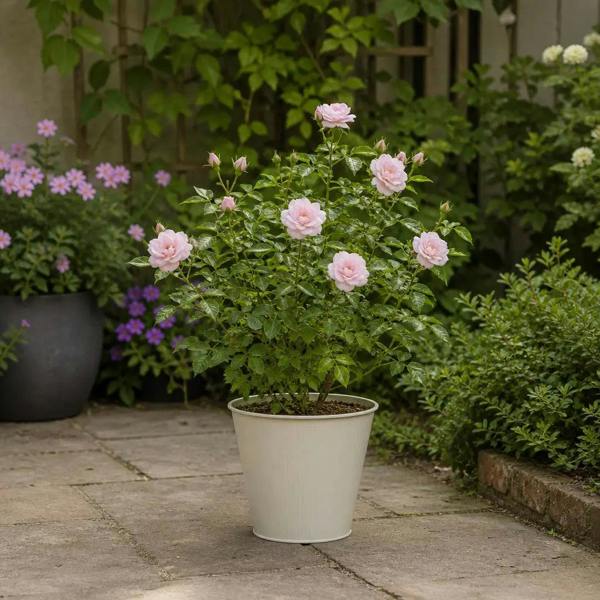 3L Happy Silver Wedding Light Pink Rose Bush - Beautiful Flowering Plant Gift