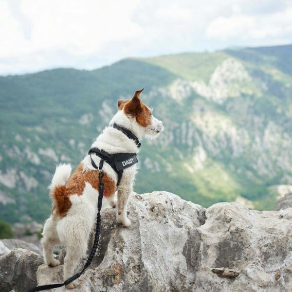 EzyDog Essential Adjustable Dog Collar in Black