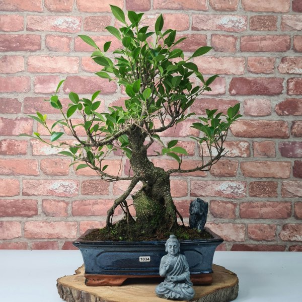 Yorkshire Bonsai Ficus Microcarpa (Banyan Fig) Indoor Bonsai Tree | Shaped | In 30cm Pot
