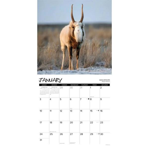 Exotic Animals Calendar 2027, Wall Calendars, Month To View, Animals, Gift