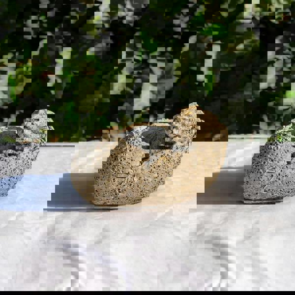 Small Stone Cast Tyrannosaurus Garden Sculpture Dinosaur Animal Statue