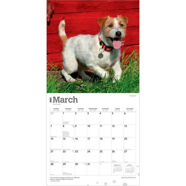 Jack Russell Terriers Calendar 2027, Wall Calendars, Month To View, Dogs, Gift