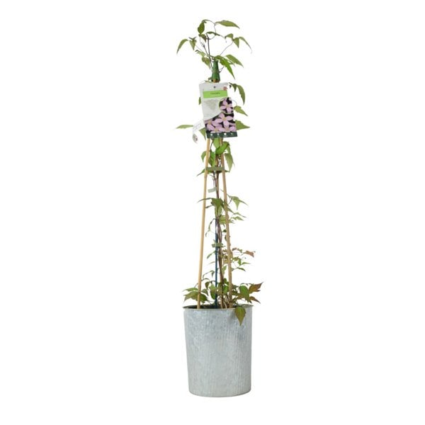 Clematis Montana Vera – 3 L Pot – Vanilla-Scented Spring Climber plants by post