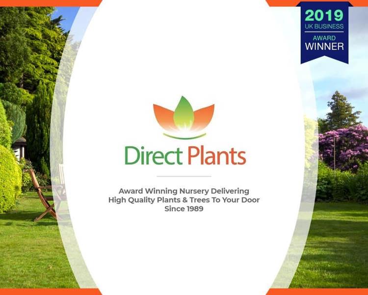 Direct Plants 3x Green Leylandii Cupressocyparis Leylandii Hedging Trees 3-4ft Supplied in 3 Litre Pots