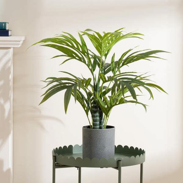 Scottish Everlastings 60cm Palm Tree
