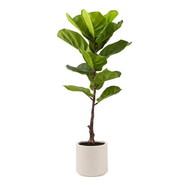 Scottish Everlastings 90cm Real Touch Fiddleleaf Fig Tree in Chunky White Pot