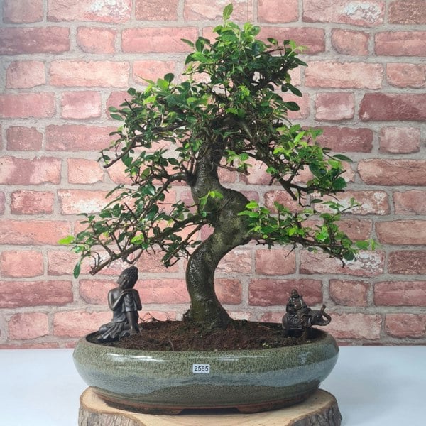 Yorkshire Bonsai Large Chinese Elm (Ulmus Parvifolia) Bonsai Tree | Shaped | In 40cm Pot