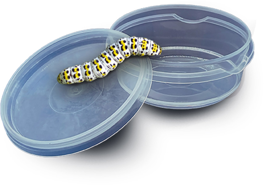 SES Creative Insect explorer