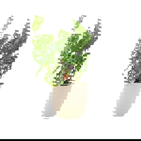 Monstera Monkey Cheese Plant - Swiss Cheese Plant Tropical Houseplant Plants By Post