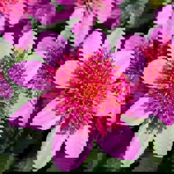 Dahlia Dalina Maxi Starburst Pink 3.2L Pot – Vibrant Pink Anemone Dahlia Plants By Post