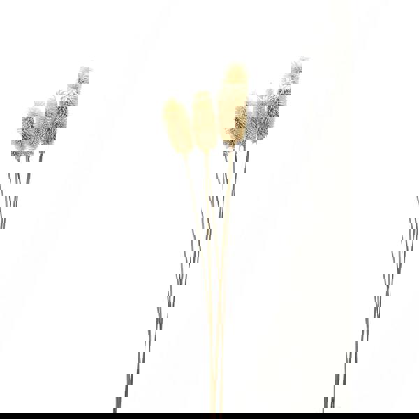 Hill Interiors Thistle Dried Plant - White - 