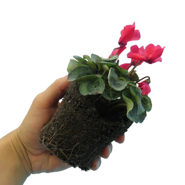 Cyclamen Silver Leaf Growers Selection 10.5cm Pot Pack of 3 & 6 Flowering Outdoor Plants