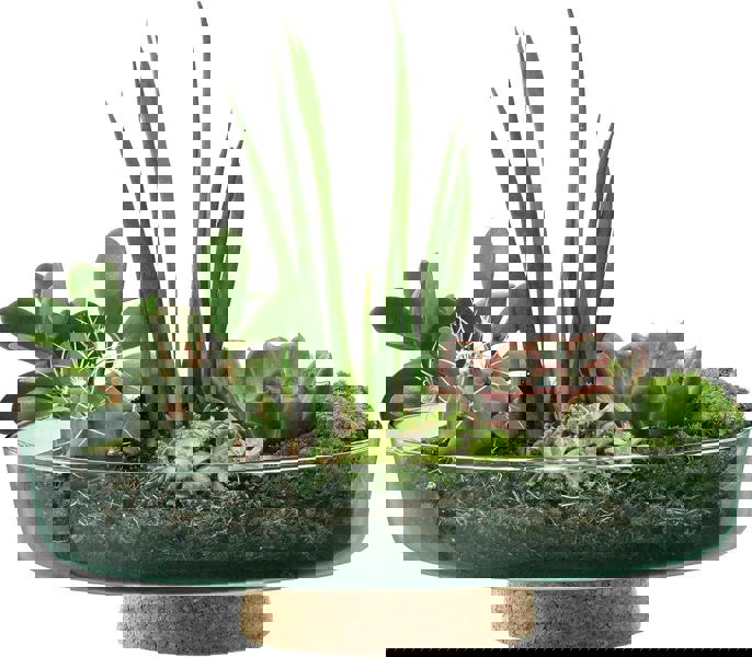 LSA Canopy Glass Planting Bowl Diameter 28cm with Cork Stem