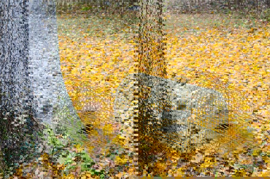 St Helens Home and Garden Multi Catch Live Animal Trap