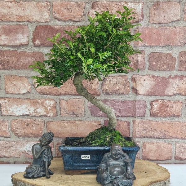 Yorkshire Bonsai Chinese Pepper (Zanthoxylum Pipertum) Bonsai Tree | Shaped | In 20cm Pot