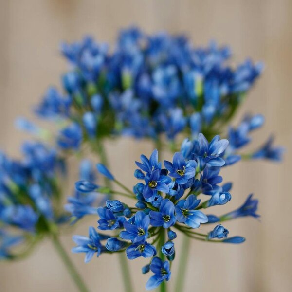 Wyld Haus Set of 3 Artificial Flowers Blue Agapanthus Stems