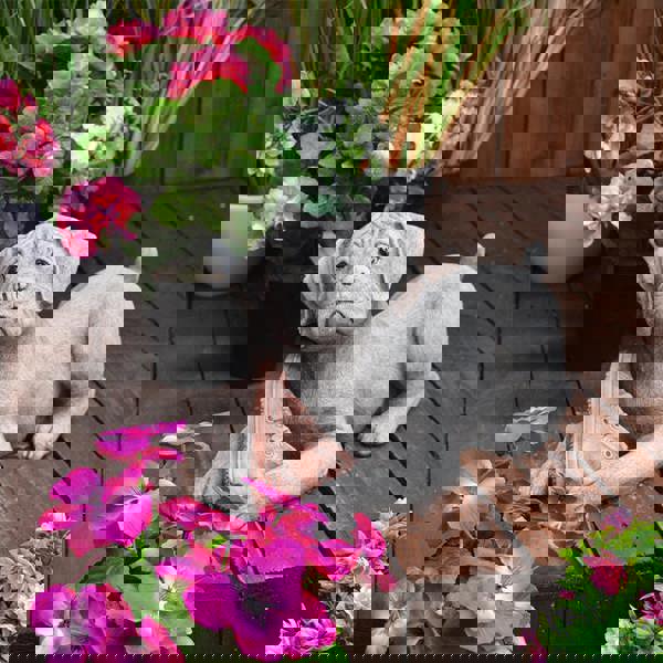 Dog and Shoe Stone Garden Ornament