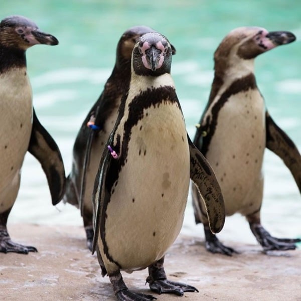 Virgin Experience Days Visit to London Zoo for Two Adults and Two Children