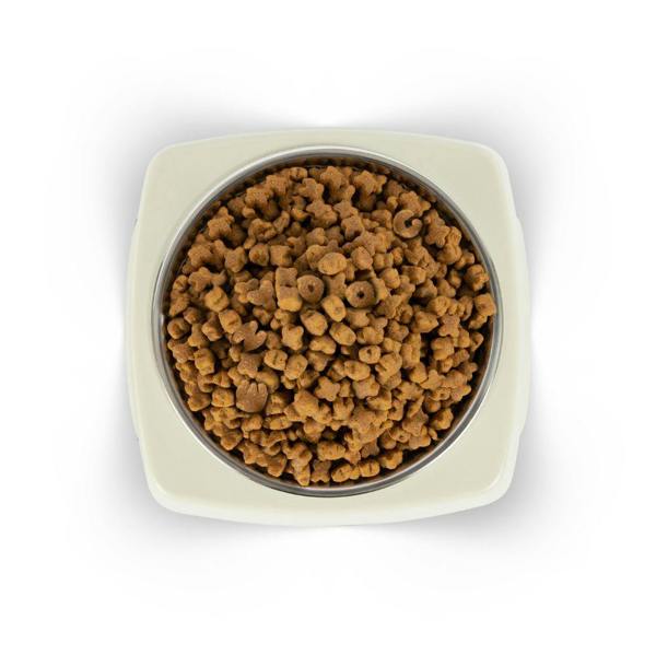 EzyDog Uno Dog Bowl