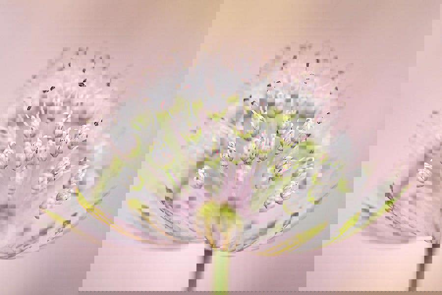 Fernlight Gallery Delicate