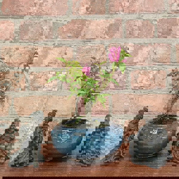 Yorkshire Bonsai Bougainvillea Bonsai Tree - In 15cm Pot