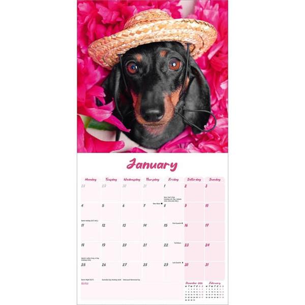 Dachshund Calendar 2027, Wall Calendars, Month To View, Dogs, Gift